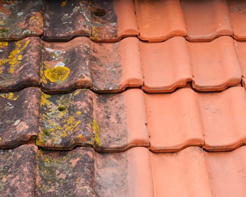 Moss on Roof Tiles